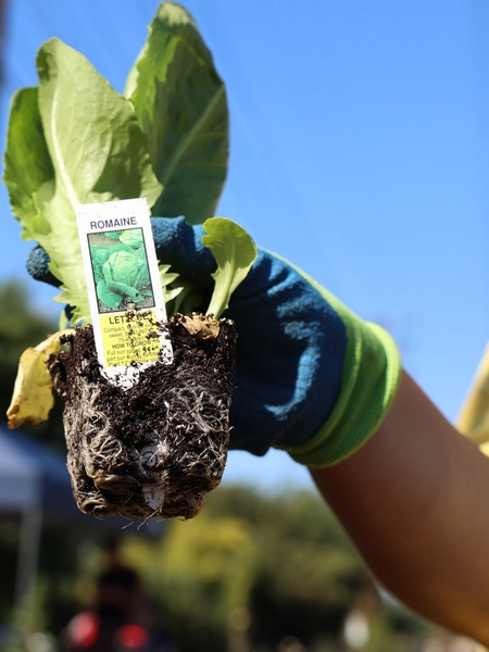 Person holding up a romaine lettuce seedling in a garden