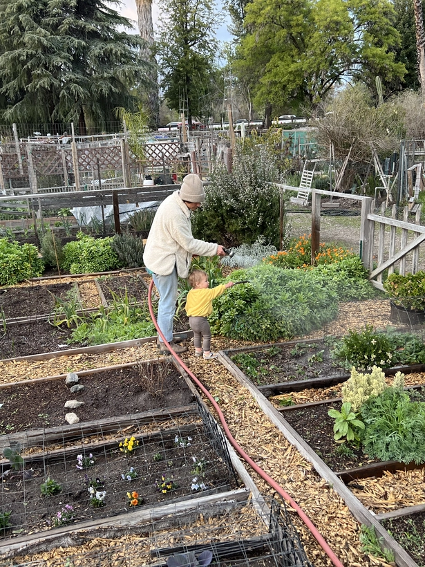 Adult and child watering plants in a community garden.